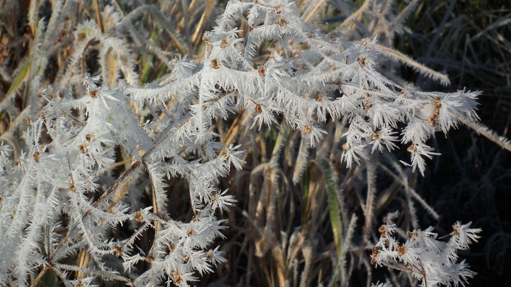 . Łąki nad Siemianówką