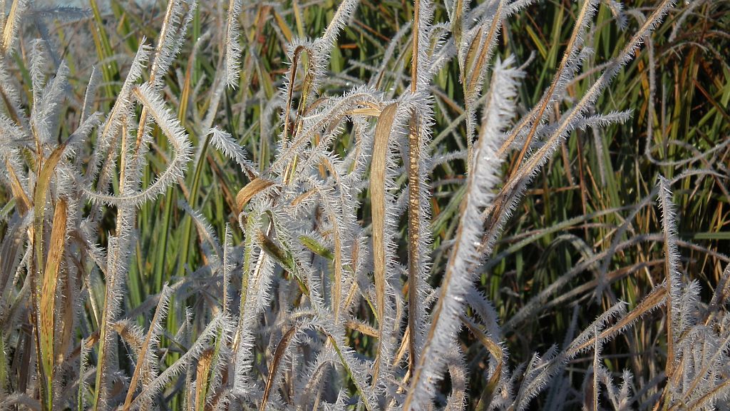 . Łąki nad Siemianówką