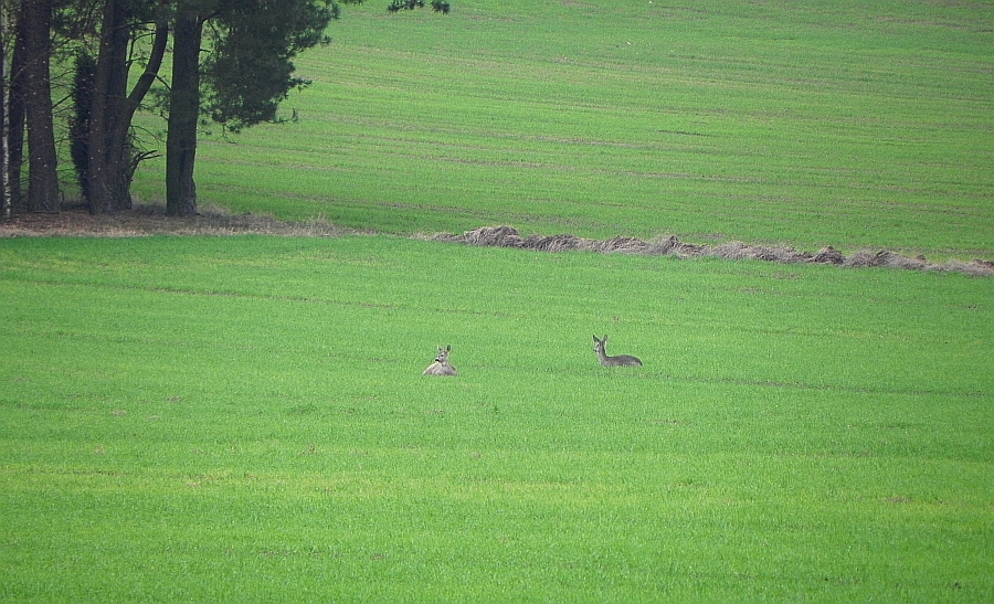 Sarna europejska, sarna (Capreolus capreolus)