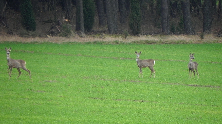 Sarna europejska, sarna (Capreolus capreolus)
