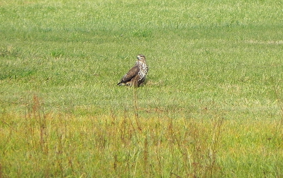 Myszołów zwyczajny, myszołów (Buteo buteo)