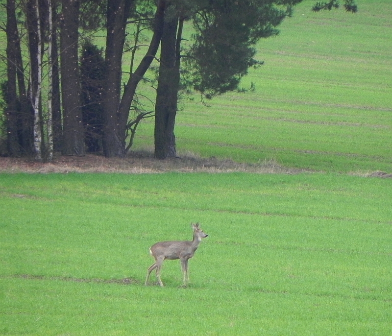 Sarna europejska, sarna (Capreolus capreolus)