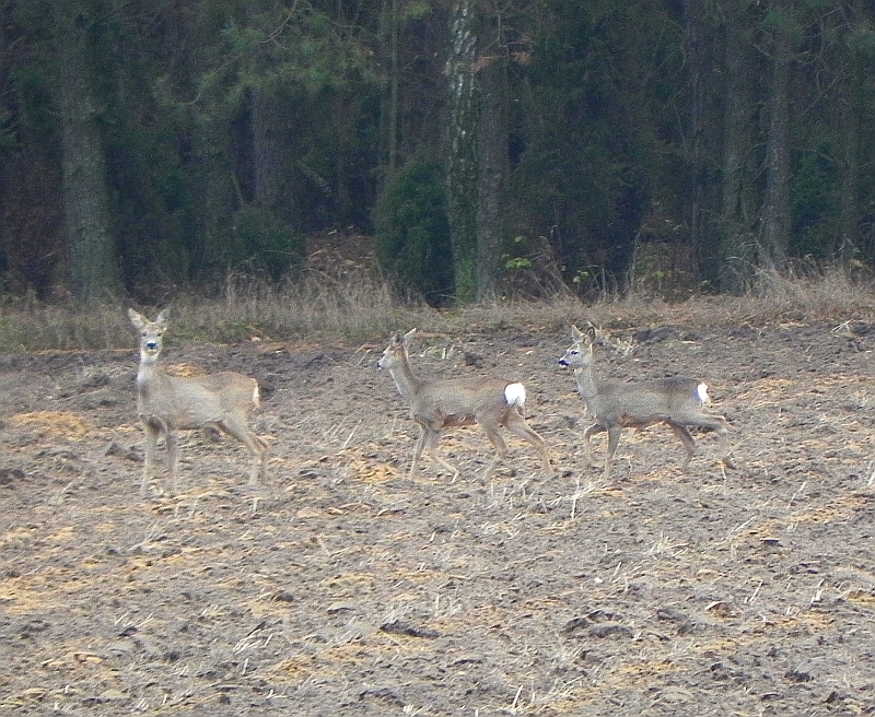 Sarna europejska, sarna (Capreolus capreolus)