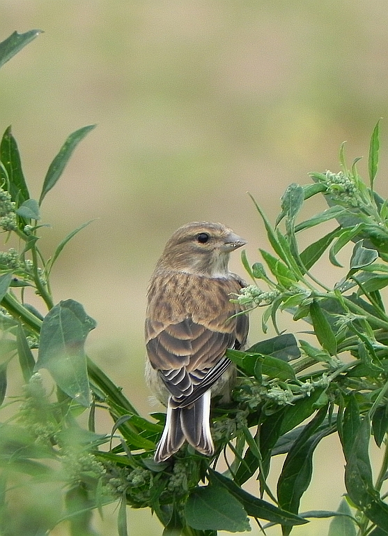 Makolągwa zwyczajna, makolągwa (Linaria cannabina)