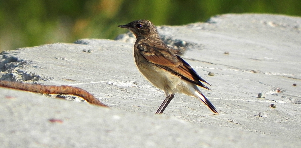 Białorzytka zwyczajna, białorzytka (Oenanthe oenanthe)