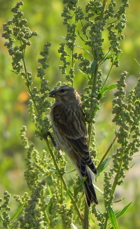 Makolągwa zwyczajna, makolągwa (Linaria cannabina)