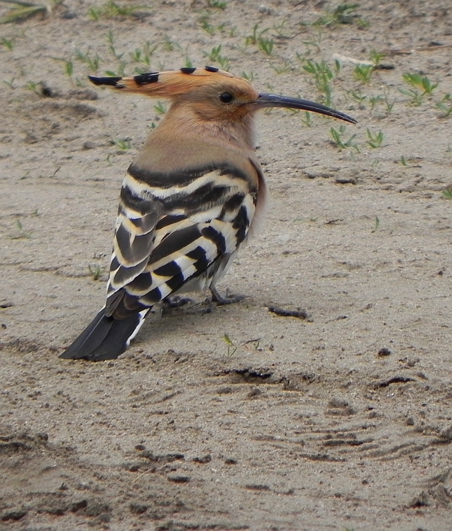 Dudek zwyczajny, dudek (Upupa epops)