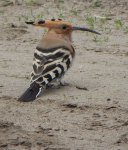 Dudek zwyczajny, dudek (Upupa epops)