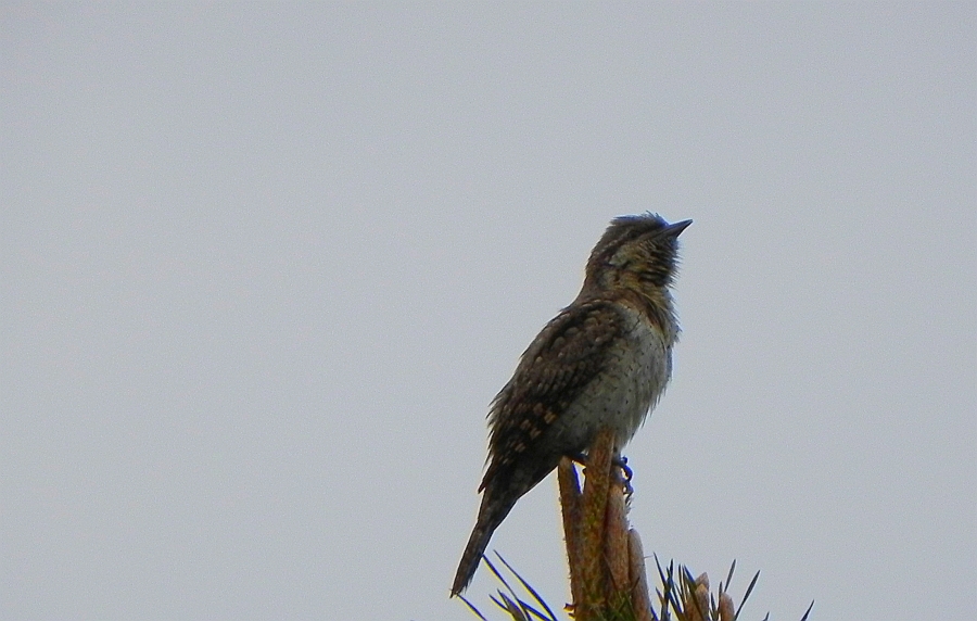 Krętogłów zwyczajny, krętogłów (Jynx torquilla)