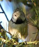 Sikora czubatka (Parus cristatus)