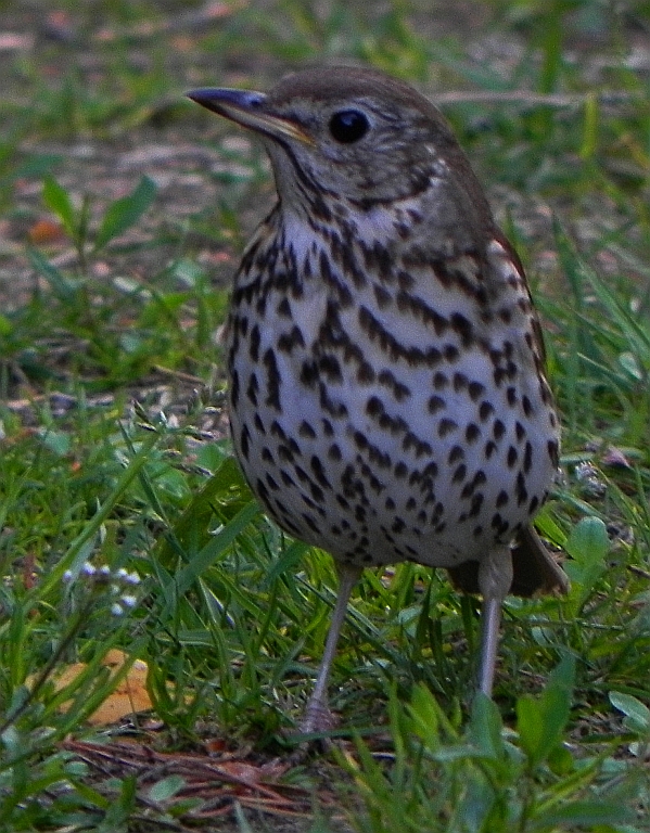 Drozd śpiewak (Turdus philomelos)