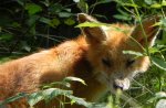 Lis, lis rudy, lis pospolity (Vulpes vulpes)