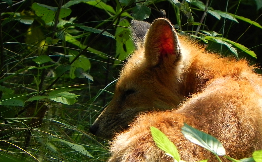 Lis, lis rudy, lis pospolity (Vulpes vulpes)