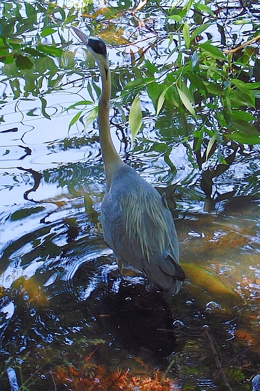 Czapla siwa (Ardea cinerea)