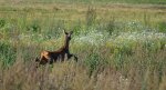 Sarna europejska, sarna (Capreolus capreolus)