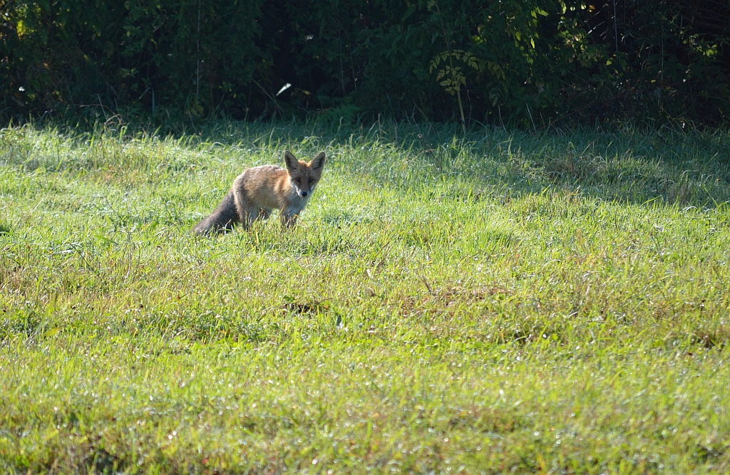 Lis, lis rudy, lis pospolity (Vulpes vulpes)