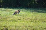 Lis, lis rudy, lis pospolity (Vulpes vulpes)