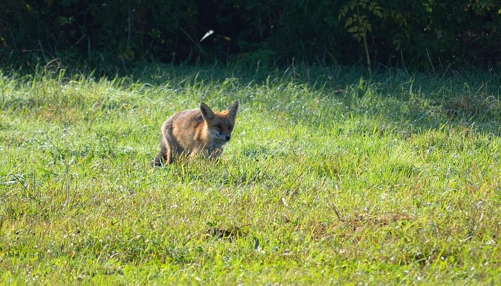 Lis, lis rudy, lis pospolity (Vulpes vulpes)
