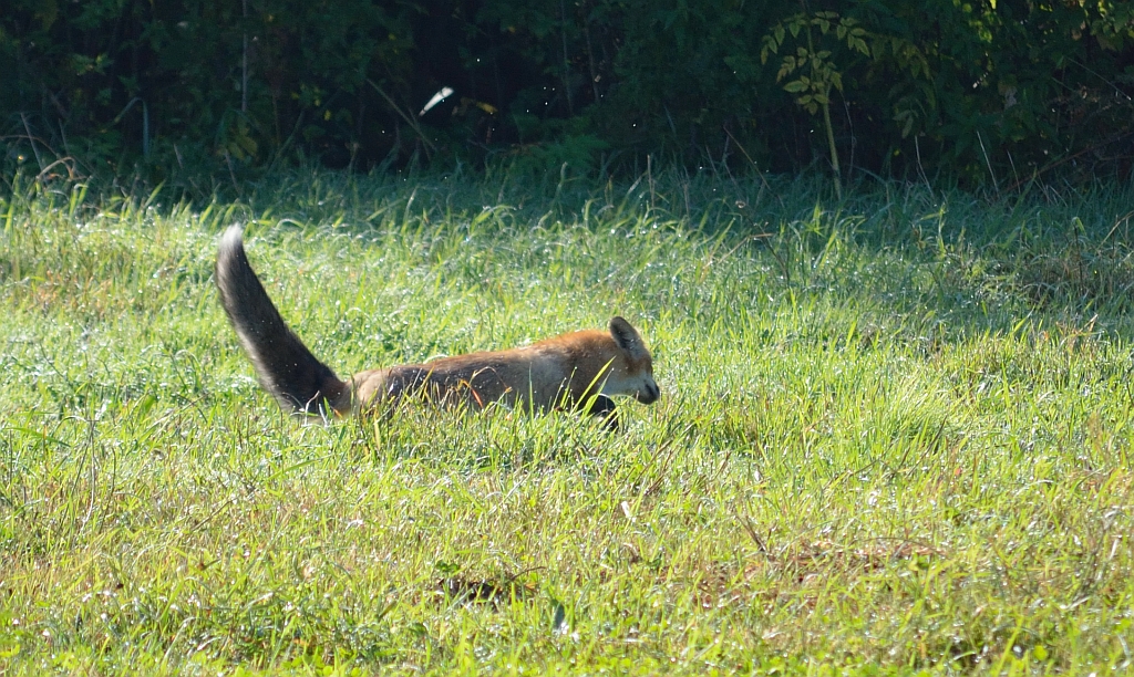 Lis, lis rudy, lis pospolity (Vulpes vulpes)