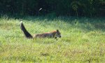 Lis, lis rudy, lis pospolity (Vulpes vulpes)