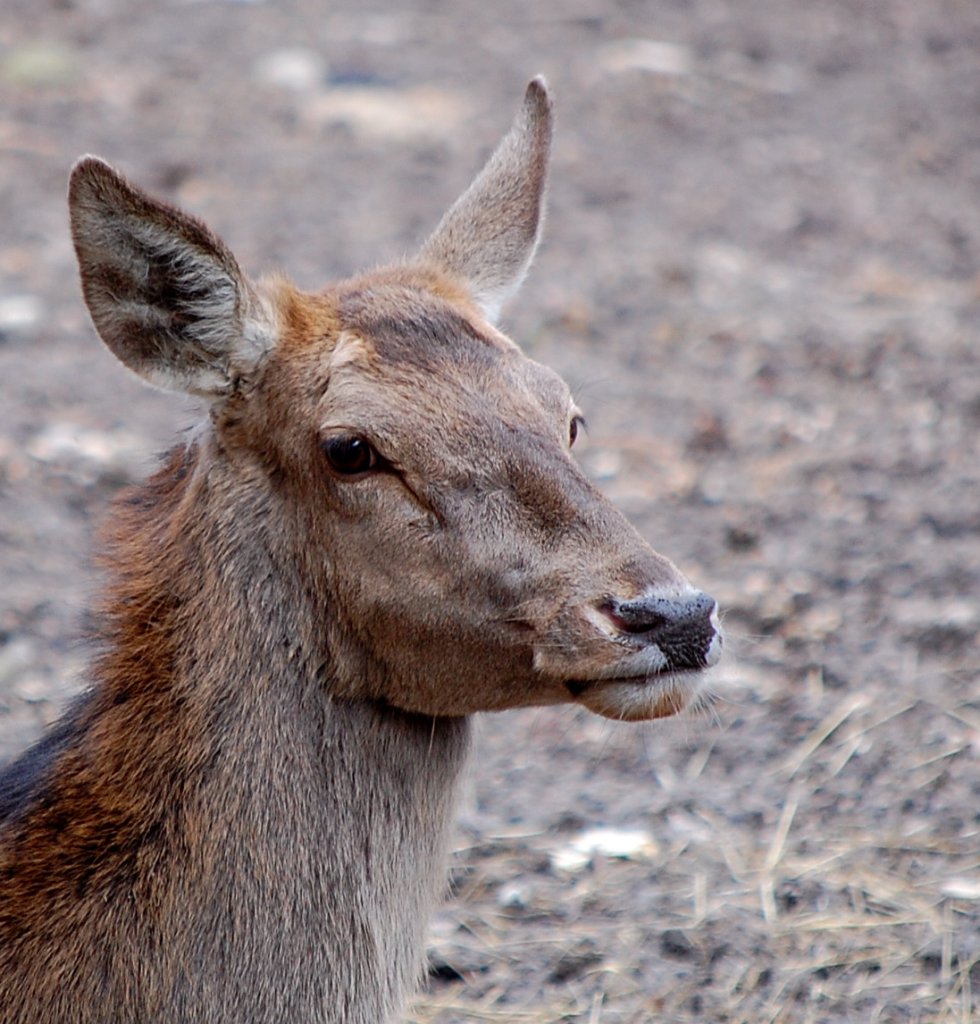 Jeleń szlachetny, jeleń (Cervus elaphus)