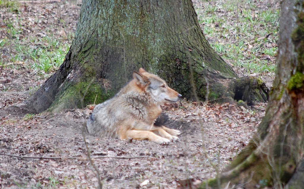 Wilk, wilk szary (Canis lupus)