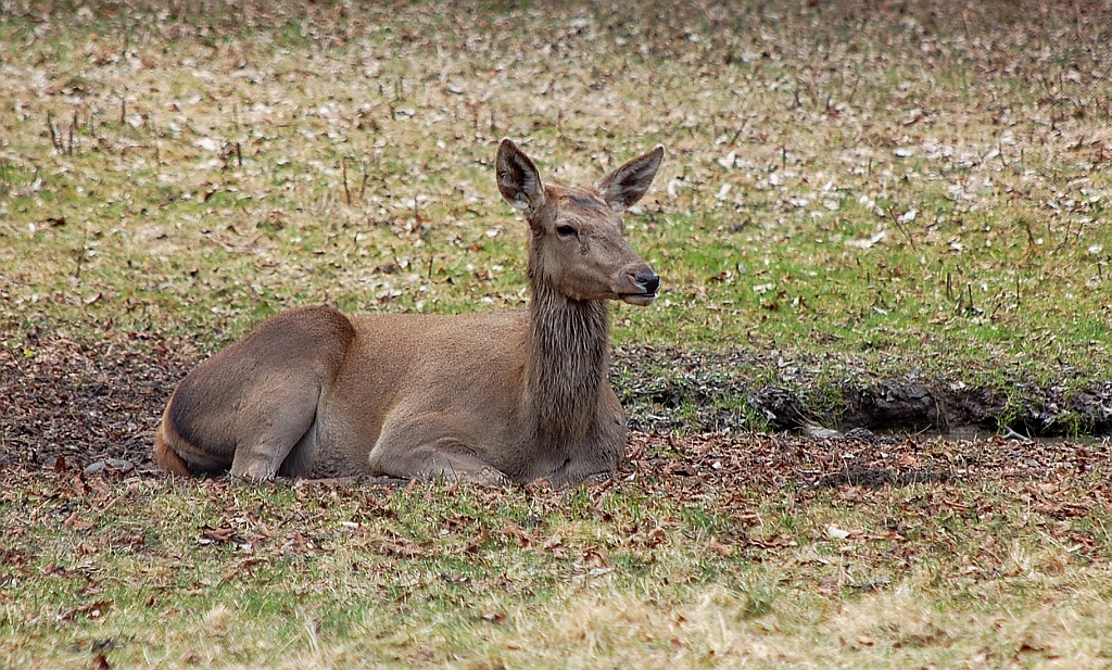 Jeleń szlachetny, jeleń (Cervus elaphus)