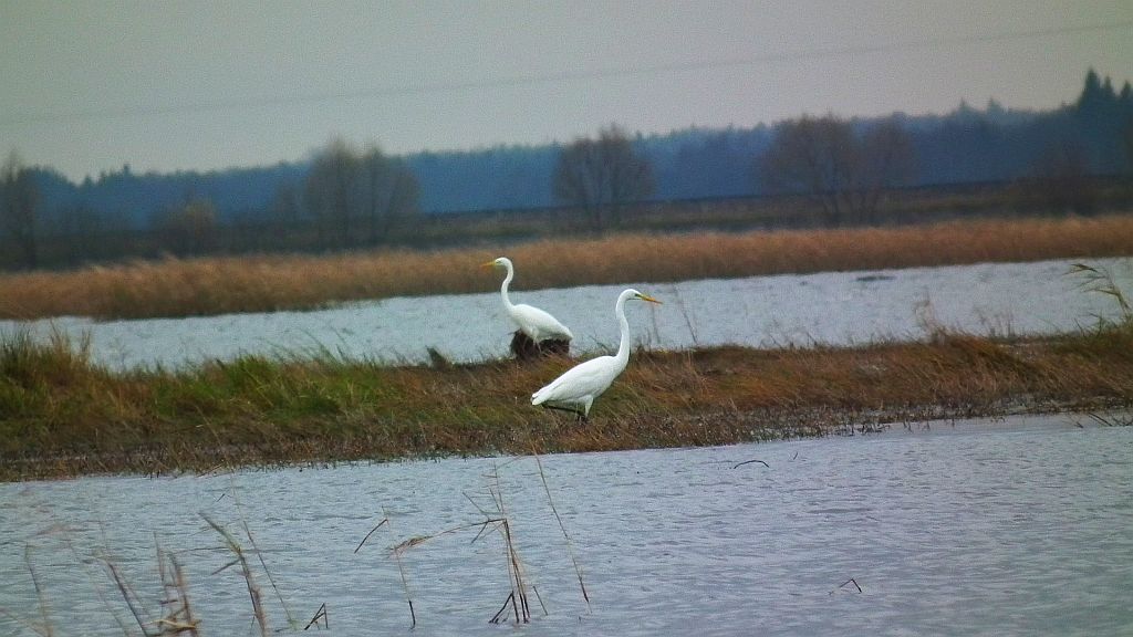 Czapla biała (Ardea alba)