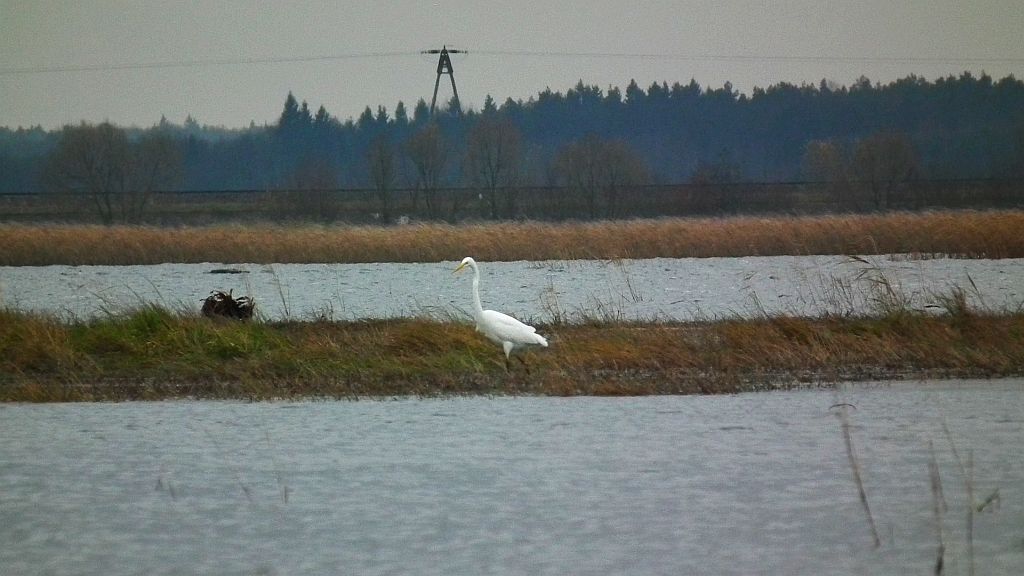 Czapla biała (Ardea alba)