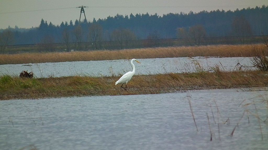 Czapla biała (Ardea alba)