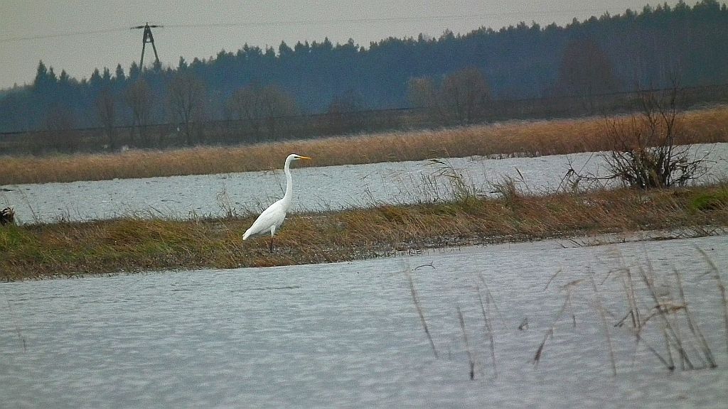 Czapla biała (Ardea alba)