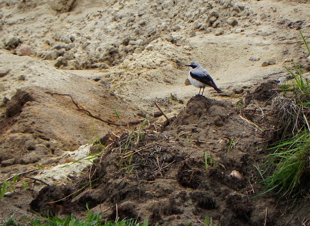 Białorzytka zwyczajna, białorzytka (Oenanthe oenanthe)