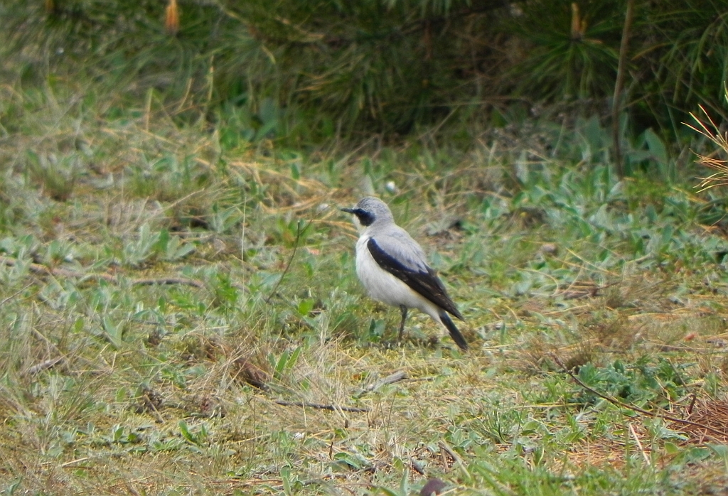 Białorzytka zwyczajna, białorzytka (Oenanthe oenanthe)