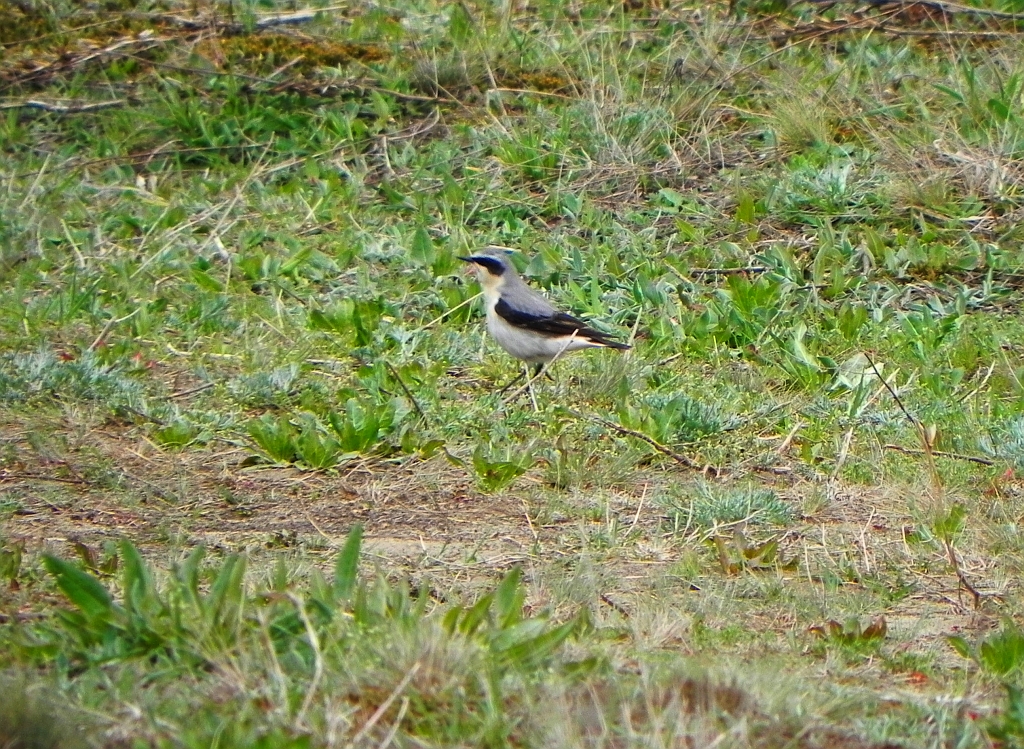 Białorzytka zwyczajna, białorzytka (Oenanthe oenanthe)
