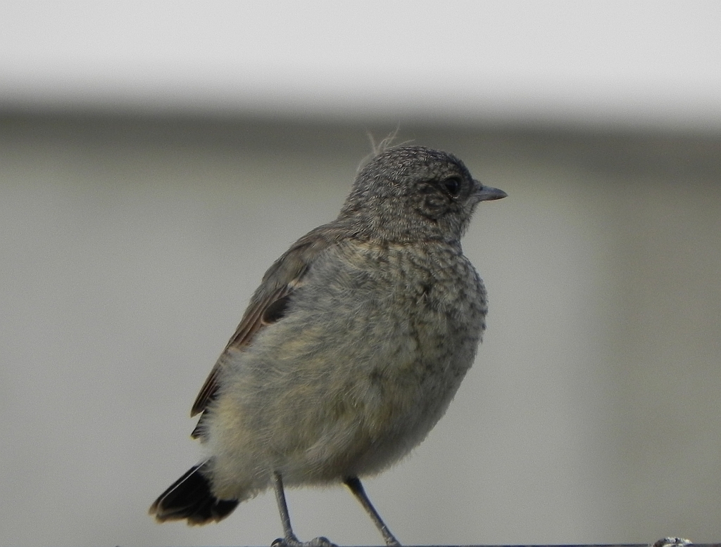 Białorzytka zwyczajna, białorzytka (Oenanthe oenanthe)