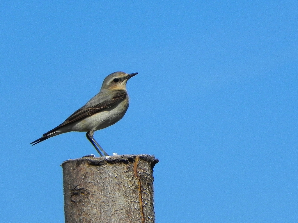 Białorzytka zwyczajna, białorzytka (Oenanthe oenanthe)