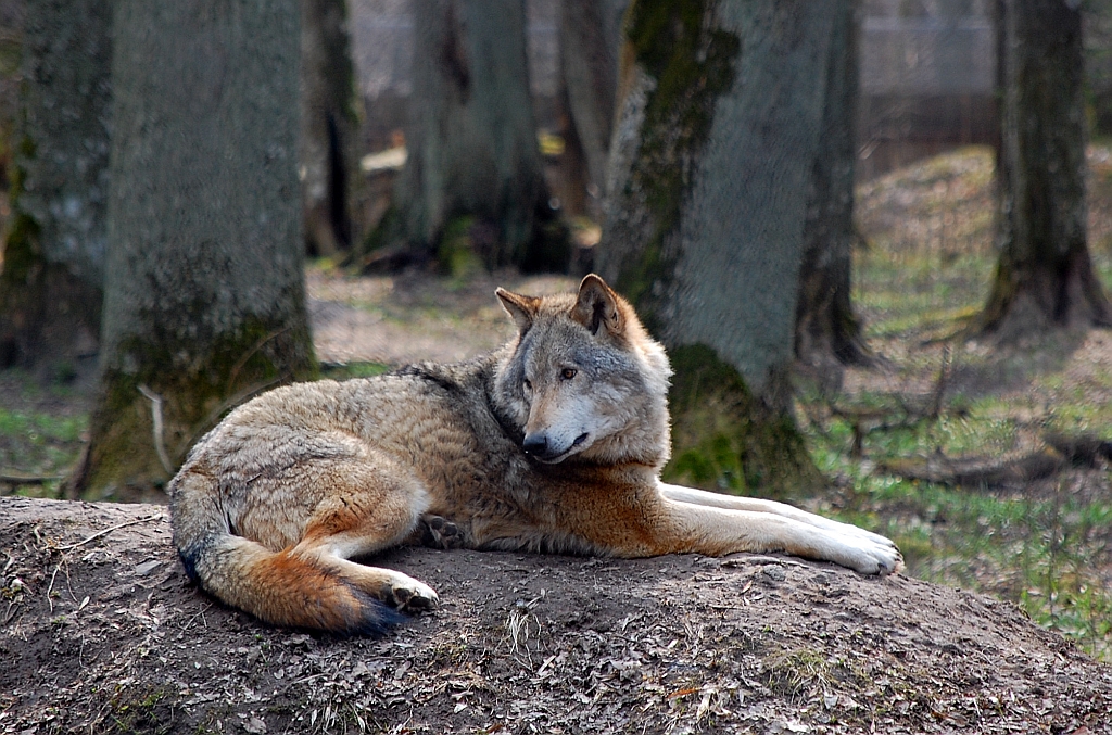 Wilk, wilk szary (Canis lupus)