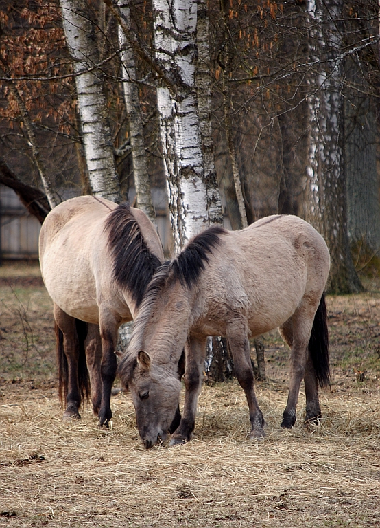 Tarpan, konik polski (Equus gmelini)