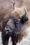 Żubr (Bison bonasus)