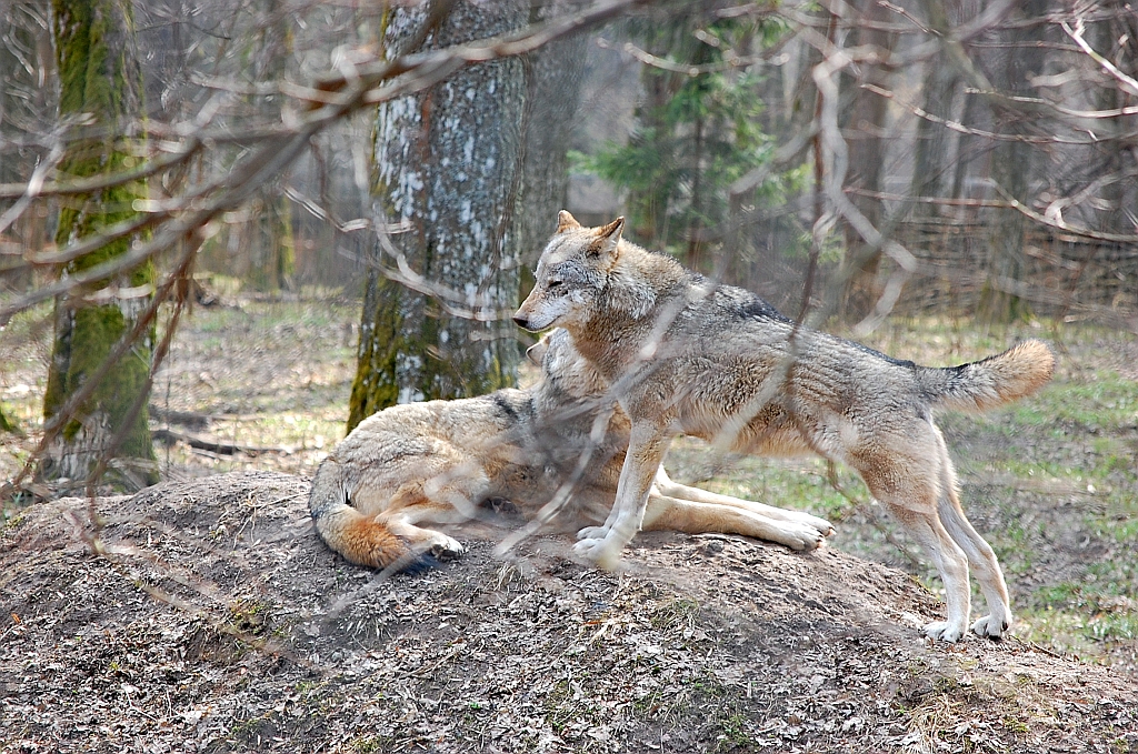Wilk, wilk szary (Canis lupus)