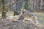 Wilk, wilk szary (Canis lupus)