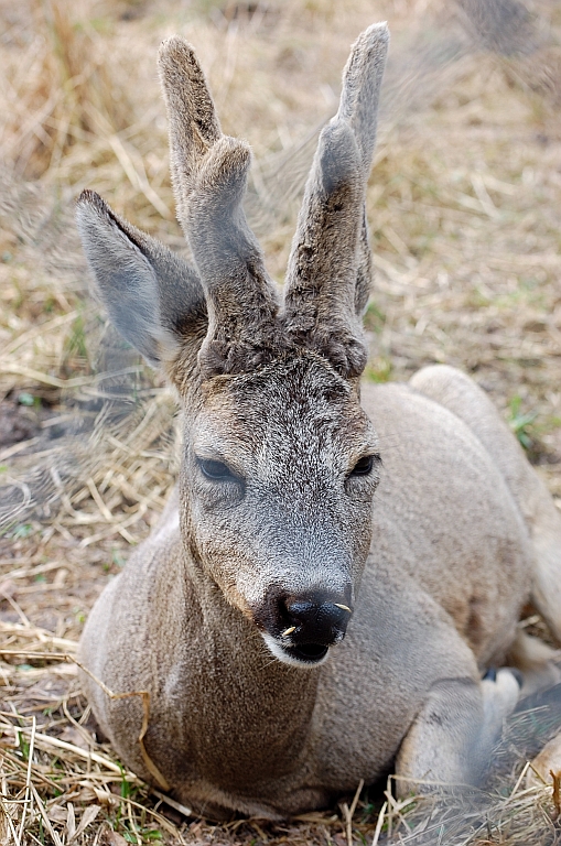 Jeleń szlachetny, jeleń (Cervus elaphus)