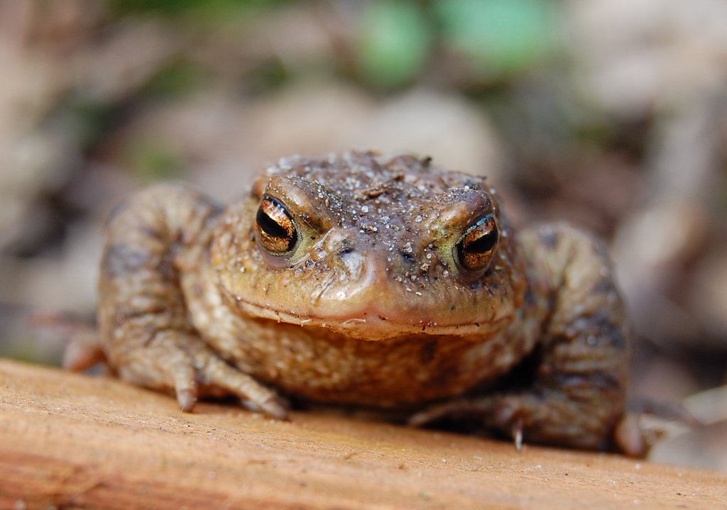 Ropucha szara, ropucha zwyczajna (Bufo bufo)