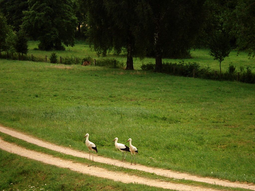 Bocian biały (Ciconia ciconia)