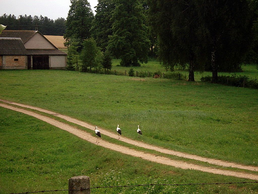 Bocian biały (Ciconia ciconia)