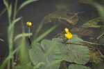 Grążel żółty (Nuphar luteum)