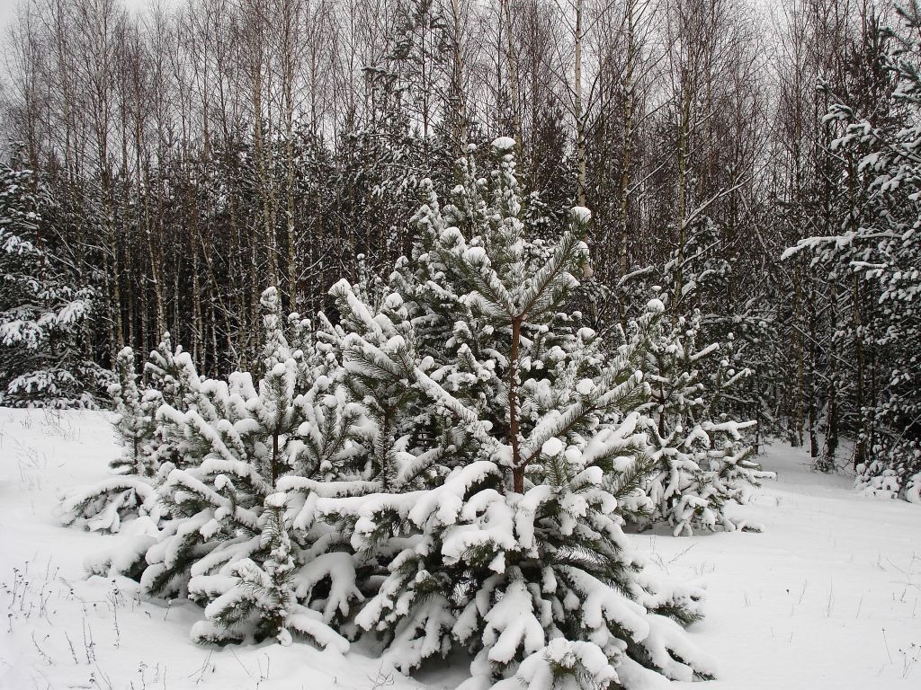 Zimowy las w Leńcach