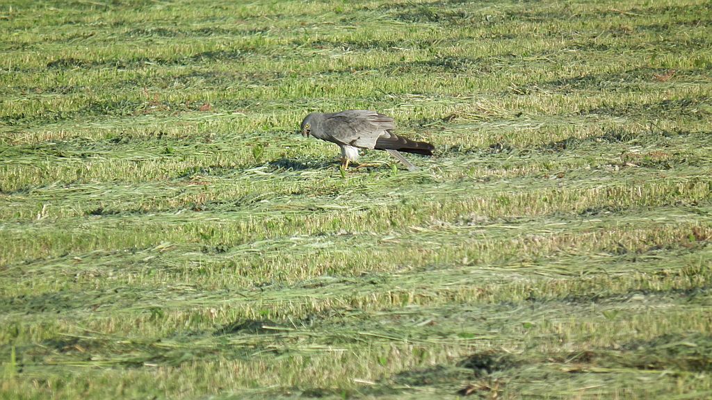 Błotniak łąkowy (Circus pygargus)