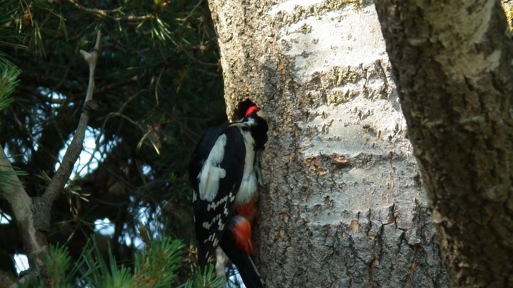 Dzięcioł duży (Dendrocopos major)