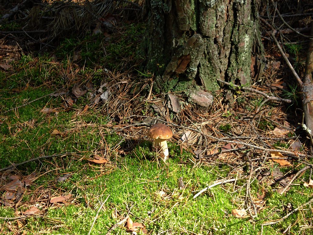 Borowik (Boletus L.)